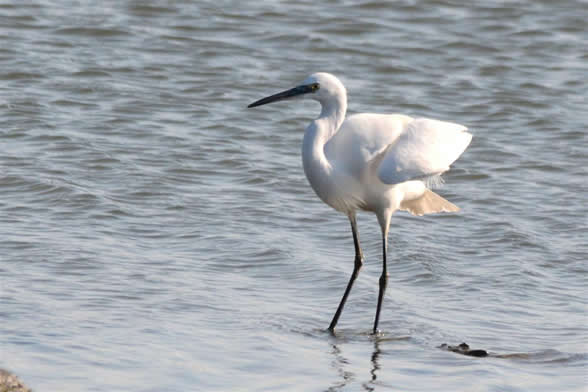 little egret